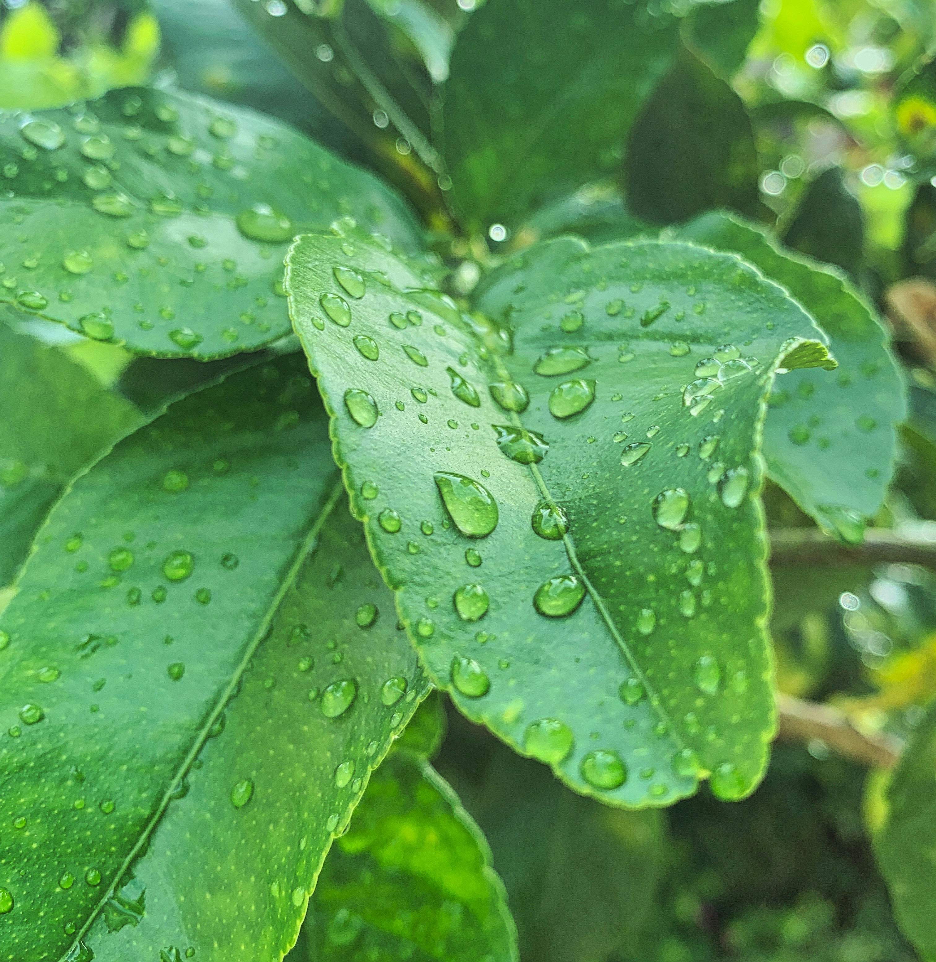 Photo by matteoschirrusolutions