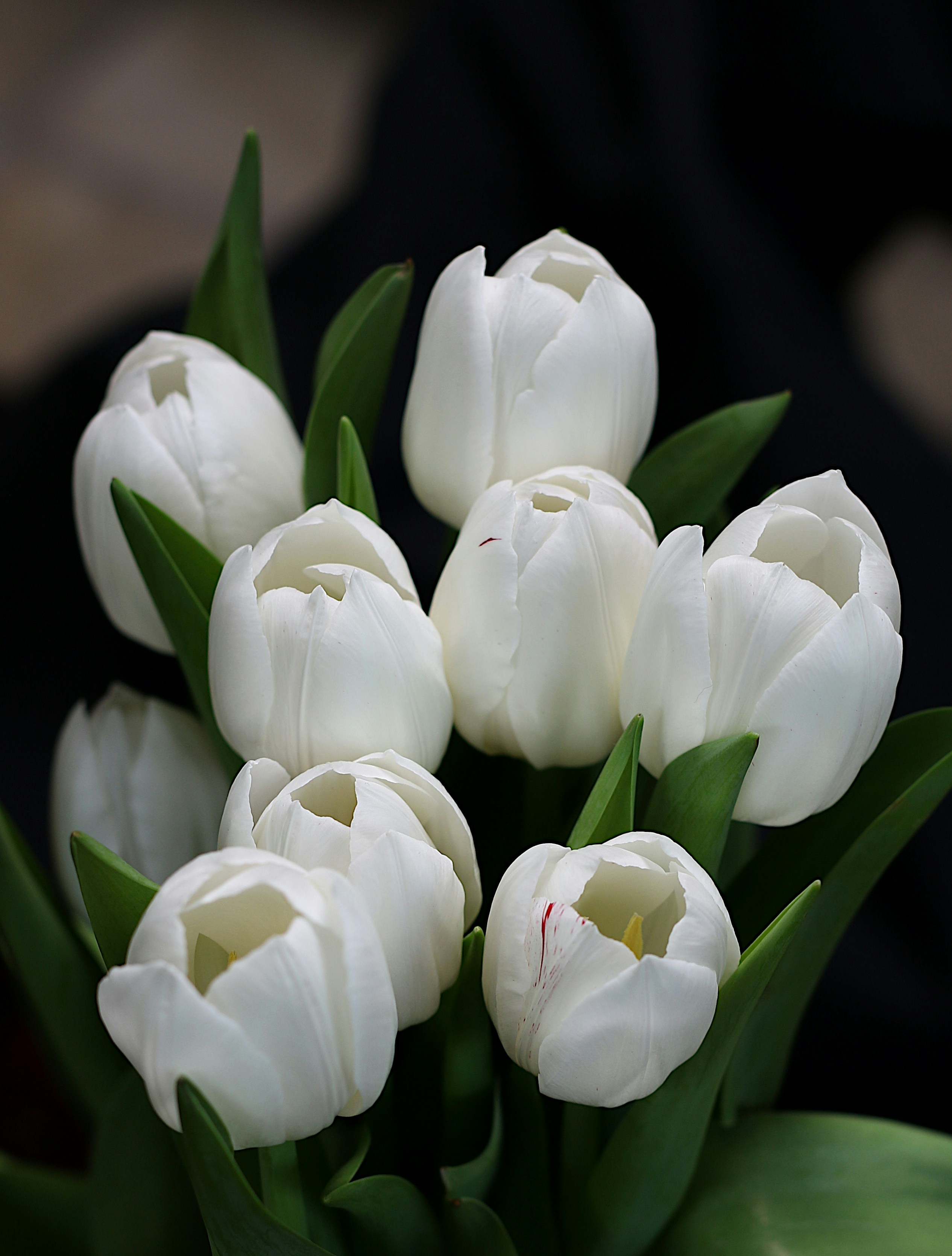 a bunch of white tulips in a vase