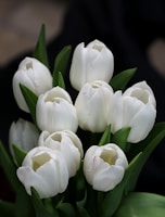 Elegant narcissus flower composition highlighting the contrast of pure petals and earthy roots