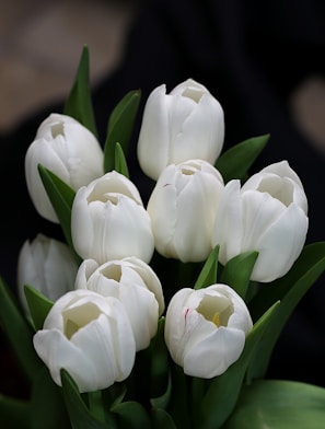 Elegant narcissus flower composition highlighting the contrast of pure petals and earthy roots