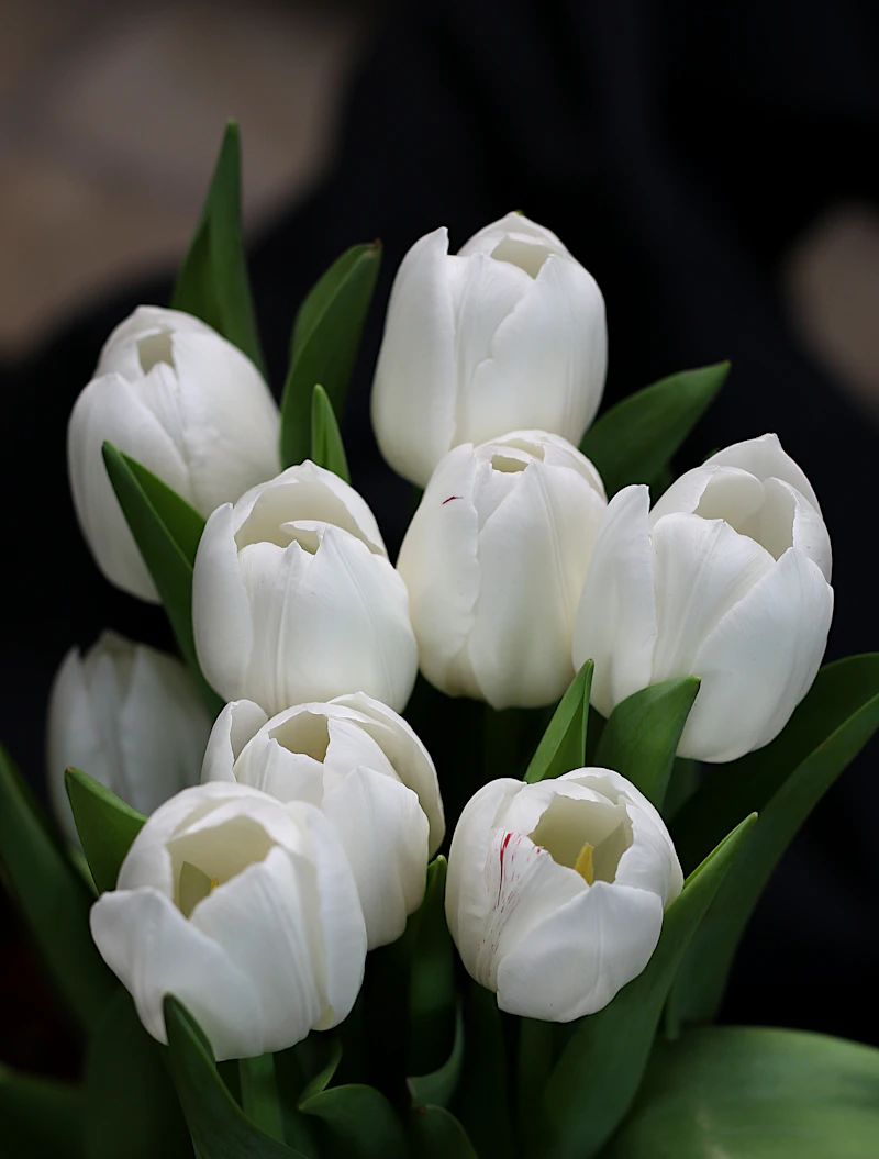 A bouquet of white tulips against the dark