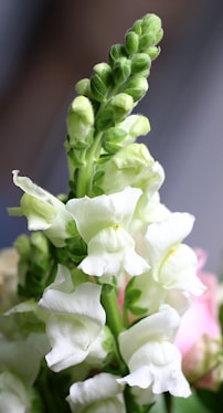 a close up of a bunch of flowers