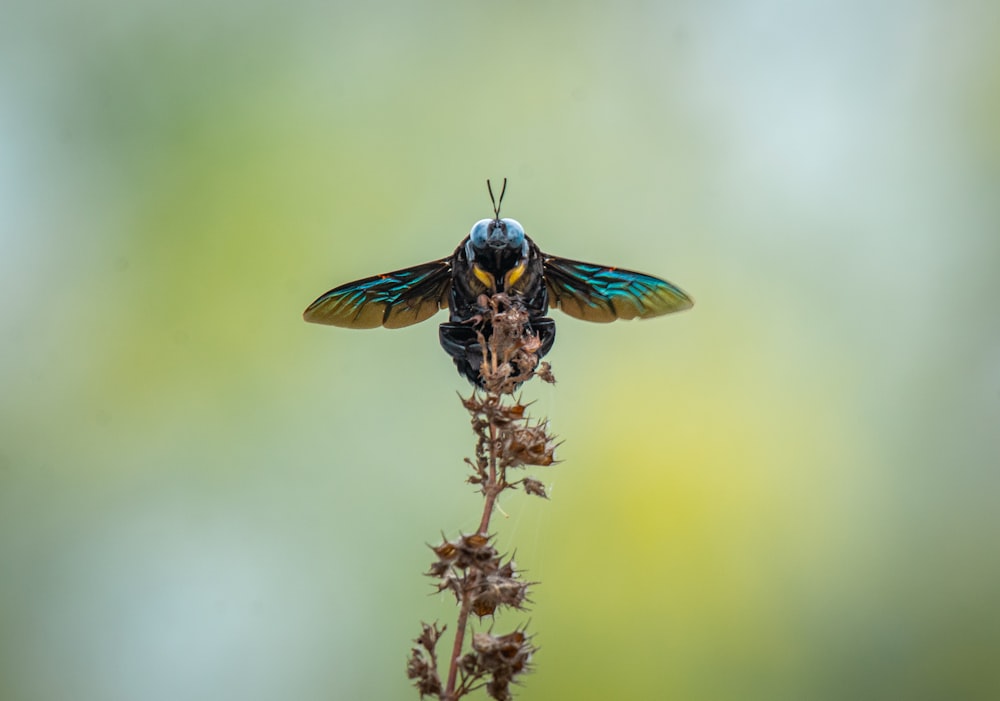 a blue and yellow bee sitting on top of a flower