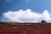 Photo of a happy homeowner standing in front of a newly roofed house with fresh clay tiles.