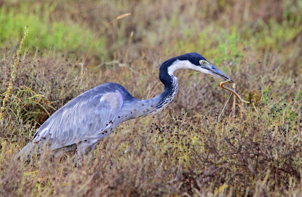 a bird with a long neck standing in a field