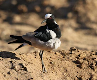 A side profile of a Kelso bird standing with a strong, balanced stance on natural ground.