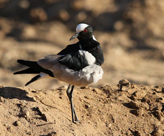 A side profile of a Kelso bird standing with a strong, balanced stance on natural ground.
