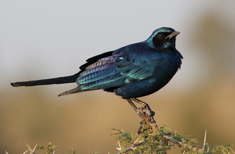 a blue bird sitting on top of a tree branch