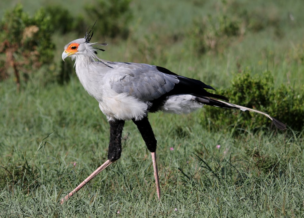 a white and black bird with orange eyes walking in the grass
