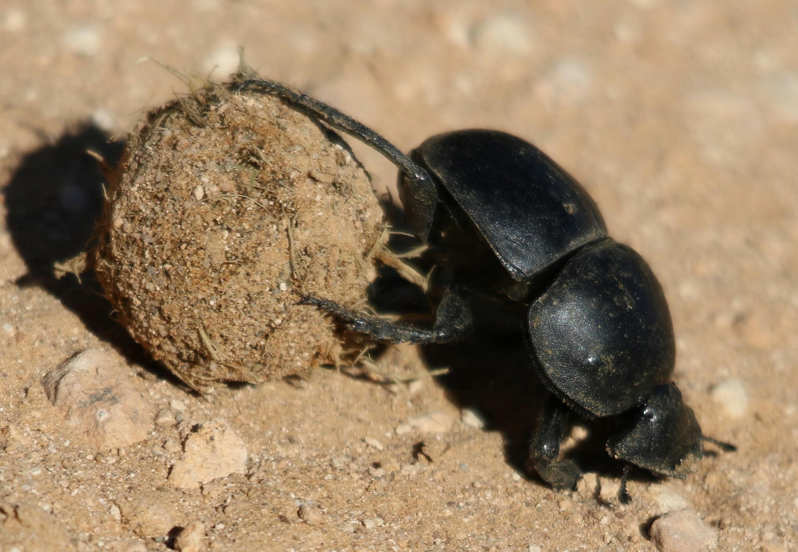 Dung Beetle&#x27;s Celestial Navigation Inspires AI Sensor