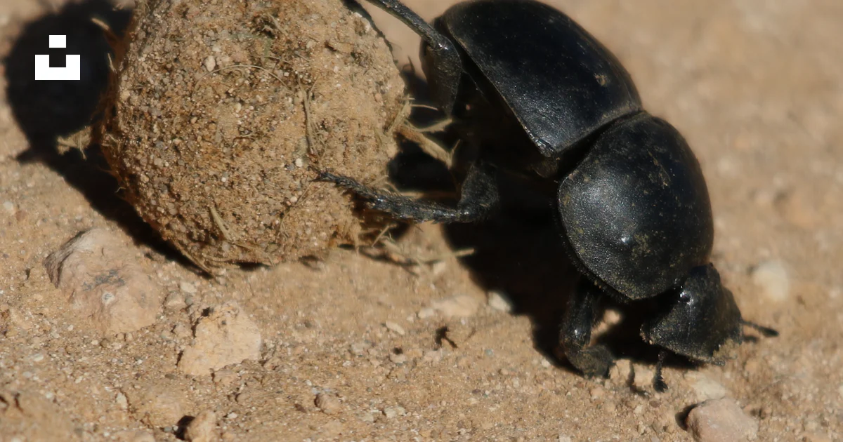 Chunk Bug Insect A close up of a bug on the ground photo – Free Dung beetle Image on ...