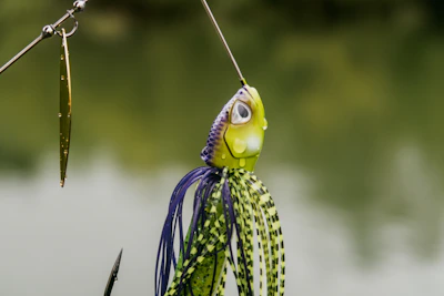 Close-up of a walleye caught on a spinning lure, glistening in the sunlight.