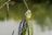 A close-up view of a colorful fishing lure shaped like a fish, showcasing vivid green and purple details against a blurred natural background. The lure features a metallic element reflecting light and a large eye, enhancing its lifelike appearance.