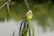 A close-up view of a colorful fishing lure shaped like a fish, showcasing vivid green and purple details against a blurred natural background. The lure features a metallic element reflecting light and a large eye, enhancing its lifelike appearance.