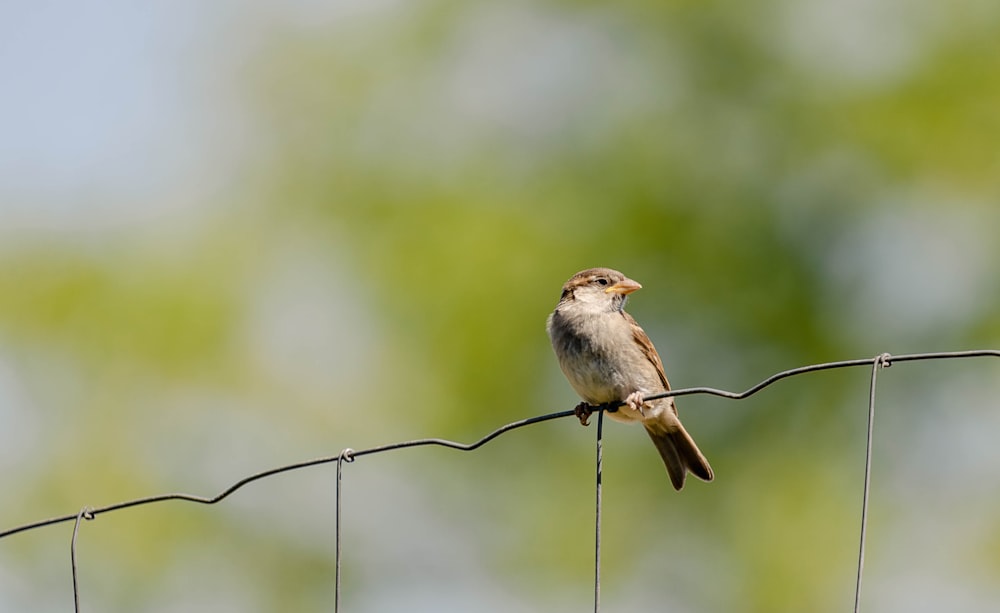 a small bird sitting on a wire fence