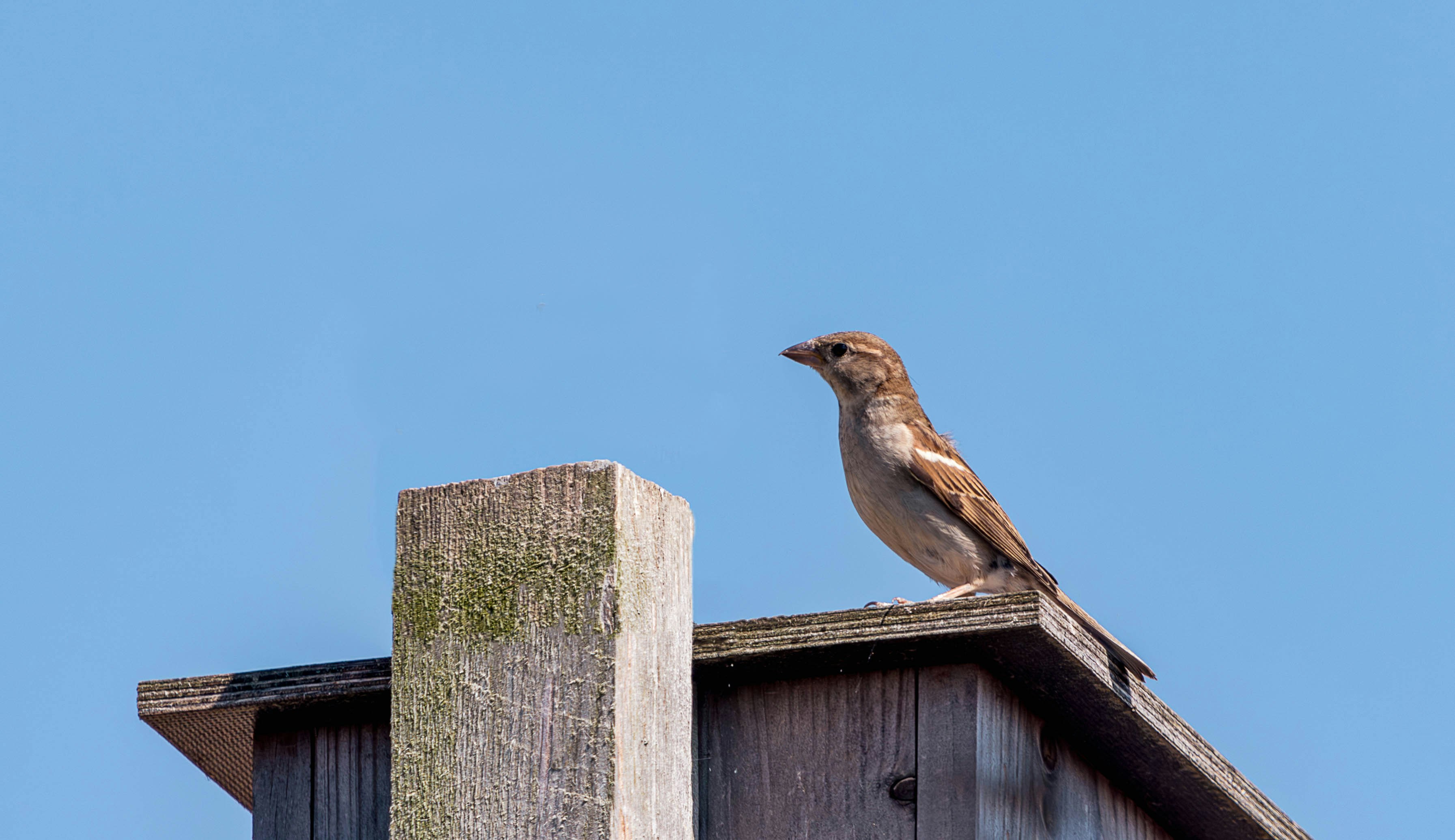 a brown bird sitting on top of a wooden building