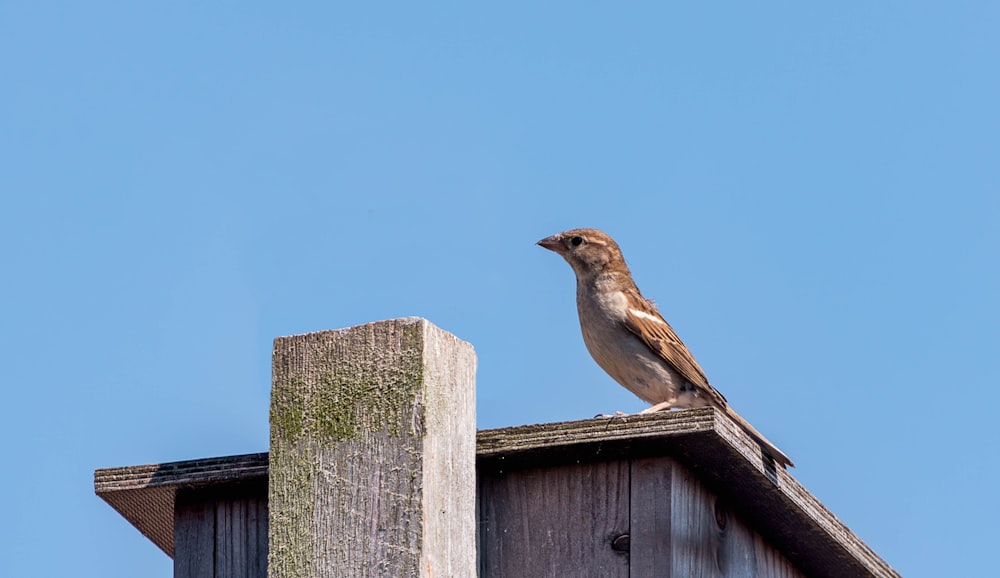 木造の建物の上に座っている茶色の鳥