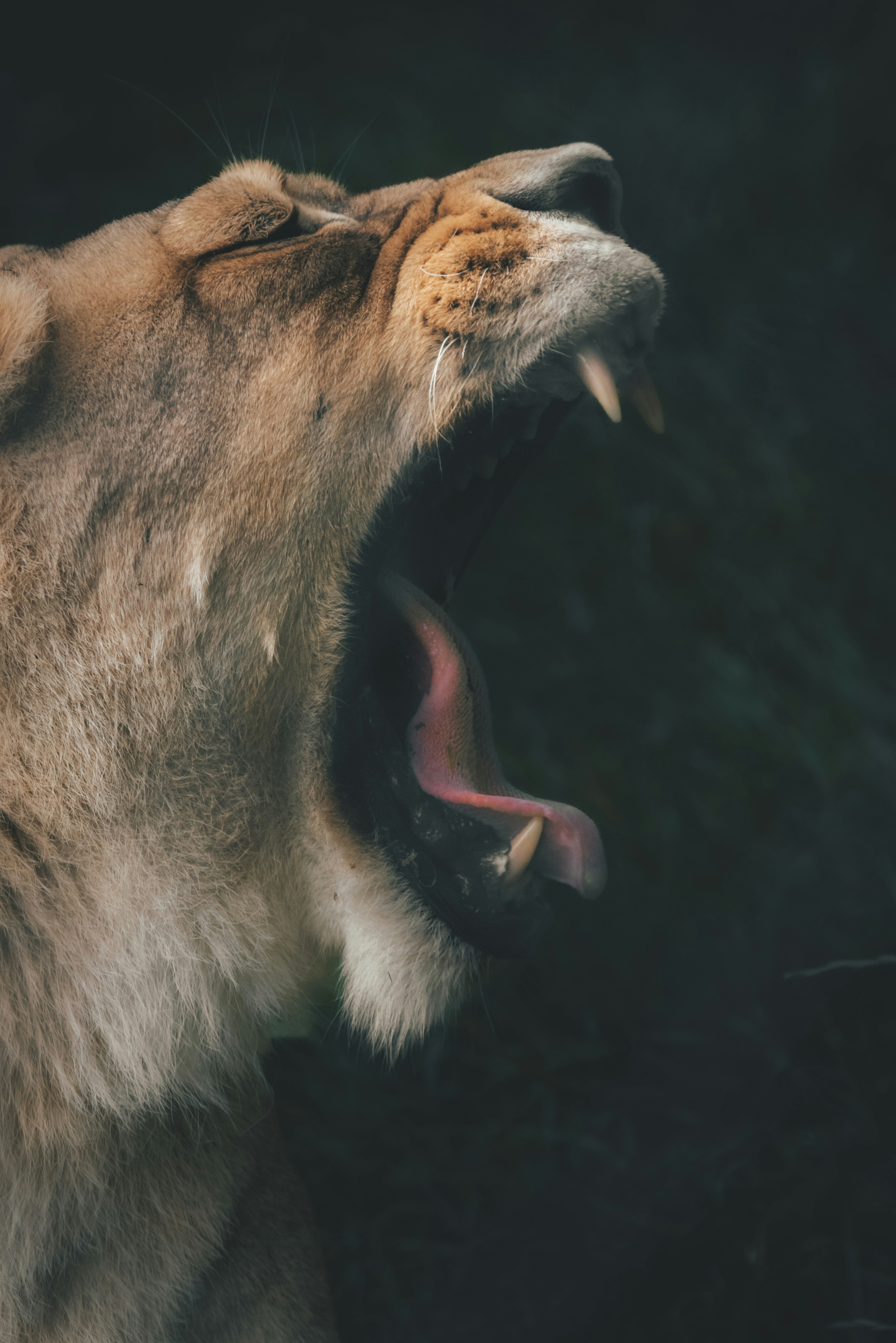 The American Lion's Bite Force Could Crush Bones Like Twigs (image credits: unsplash)