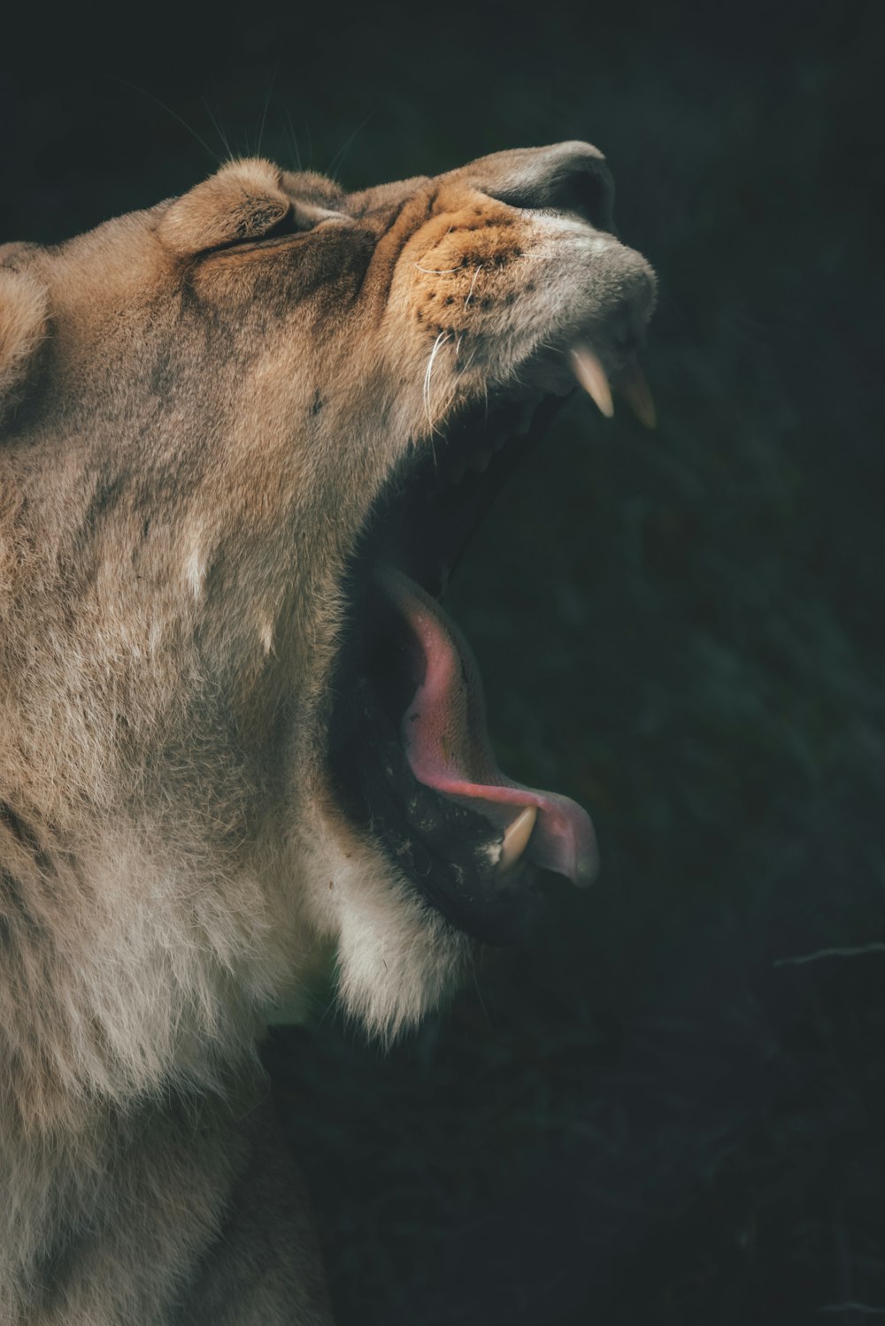 a close up of a lion with its mouth open