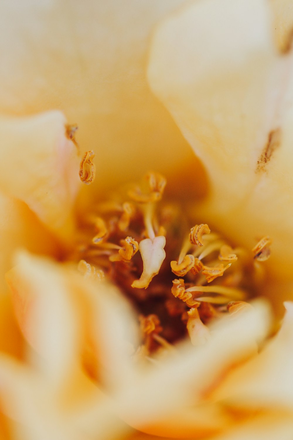 a close up view of a yellow flower