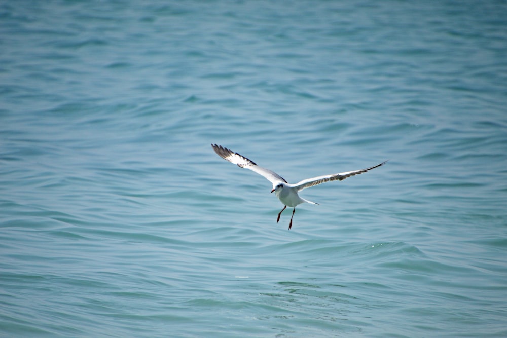 a seagull flying low over the water