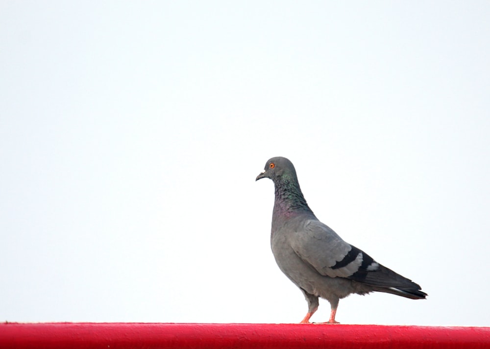 a pigeon standing on top of a red object