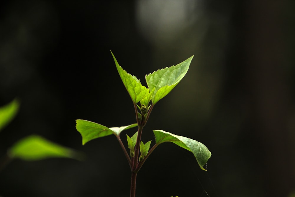 a plant with green leaves on a dark background