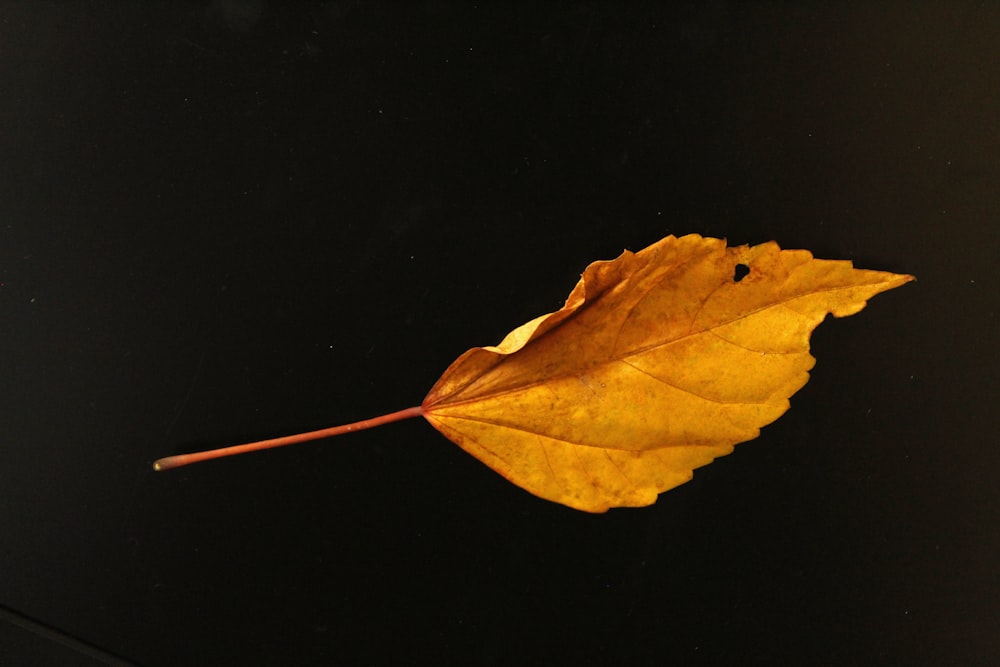 a yellow leaf floating on a black surface