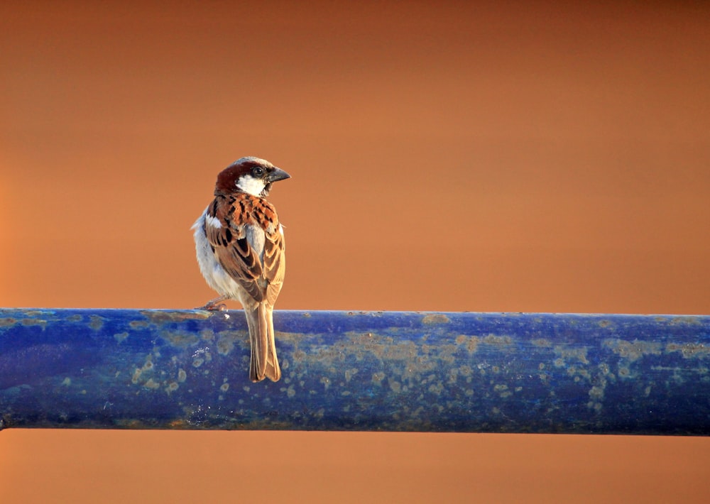 a small bird sitting on top of a blue pipe