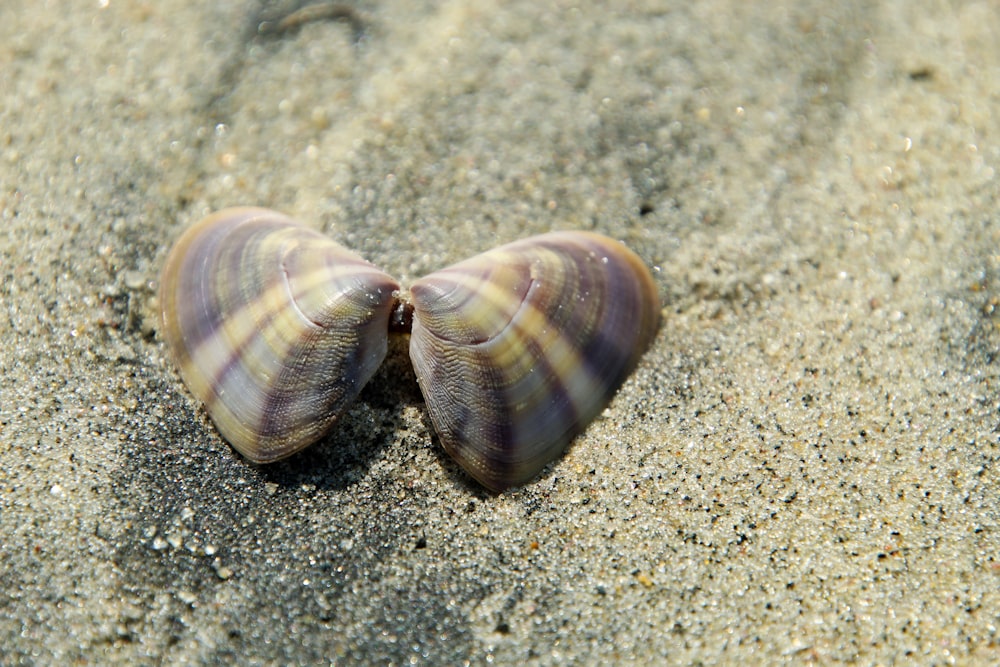 a couple of seashells are laying in the sand