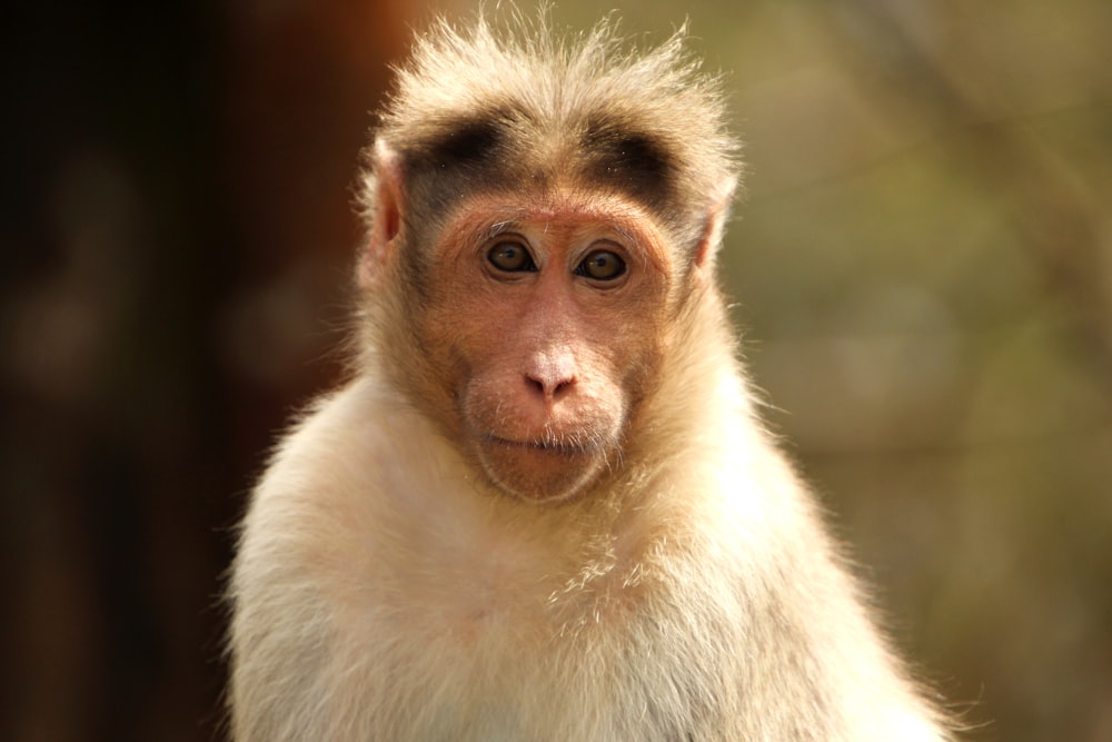 a close up of a monkey with a blurry background