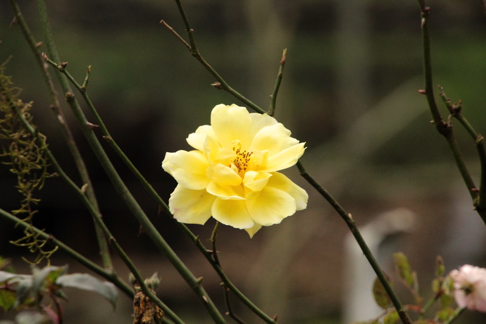 a yellow flower is blooming on a tree branch