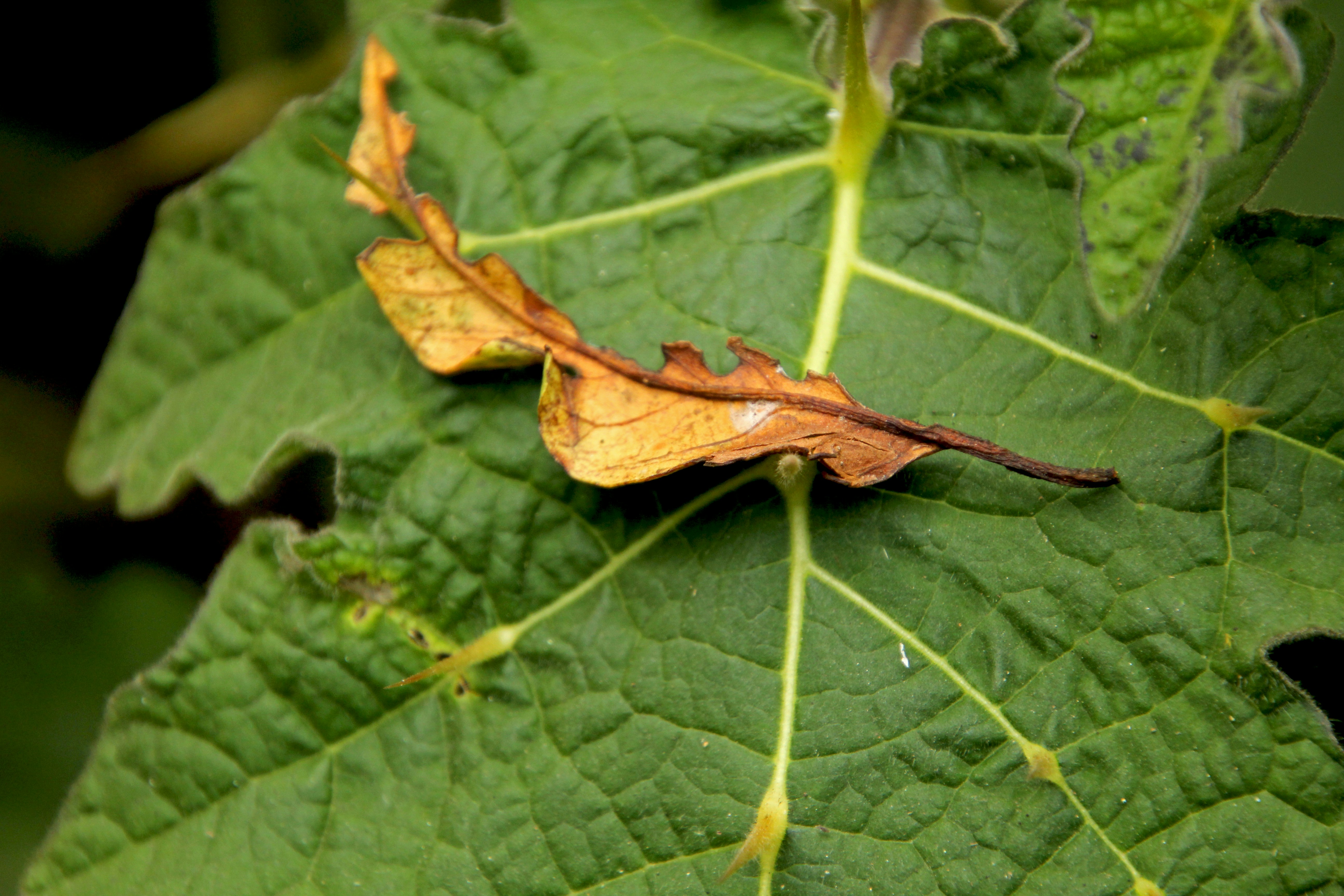 a close up of a leaf on a plant