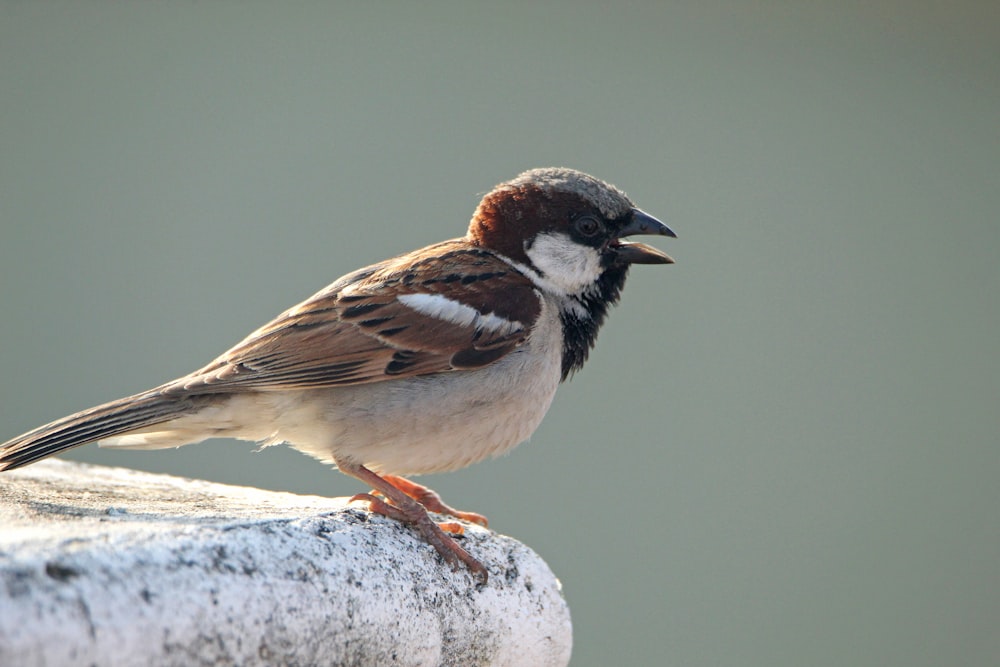 a small bird perched on top of a cement structure