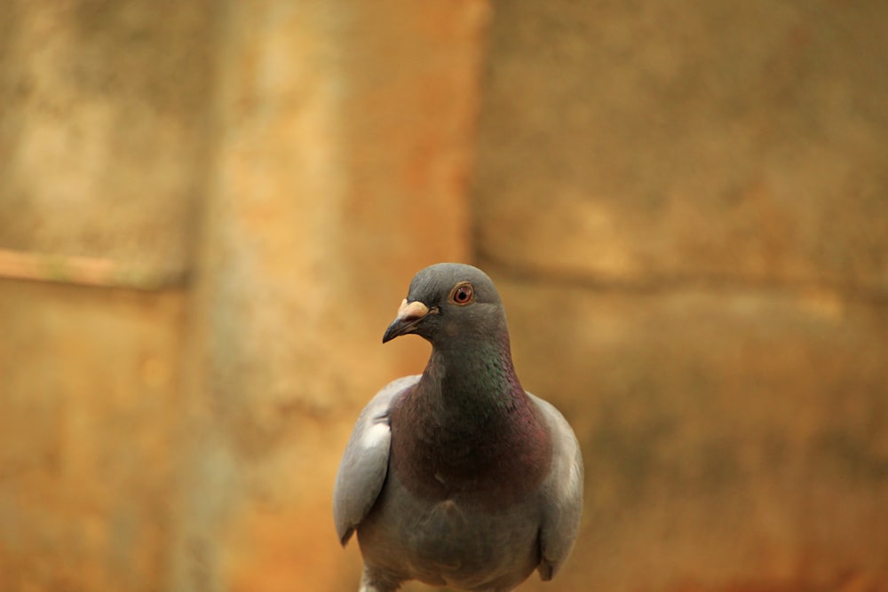 Gros plan d’un pigeon sur un rocher