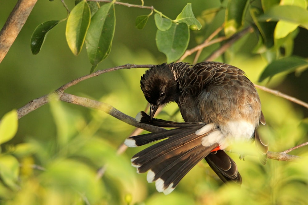 a small bird sitting on a branch of a tree