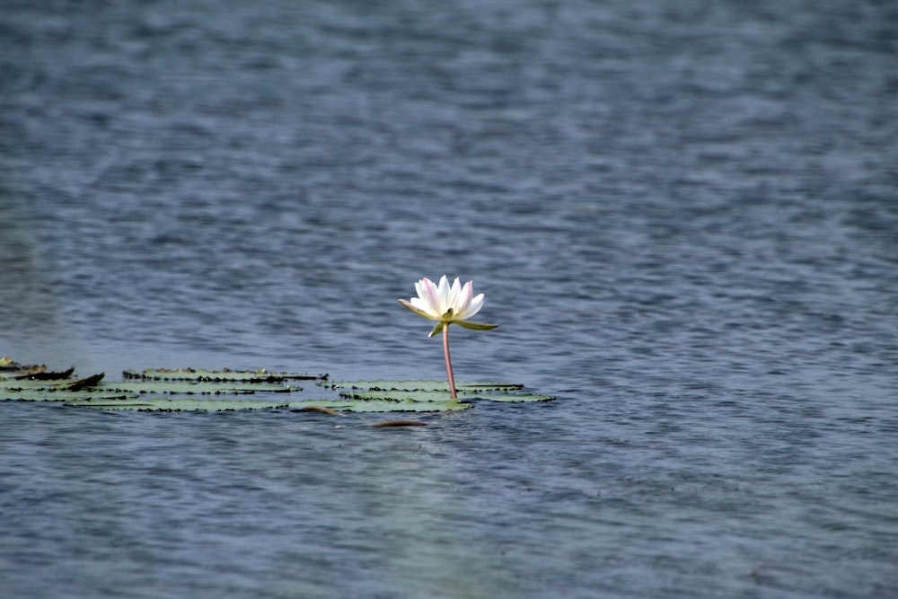 a white water lily floating on top of a body of water