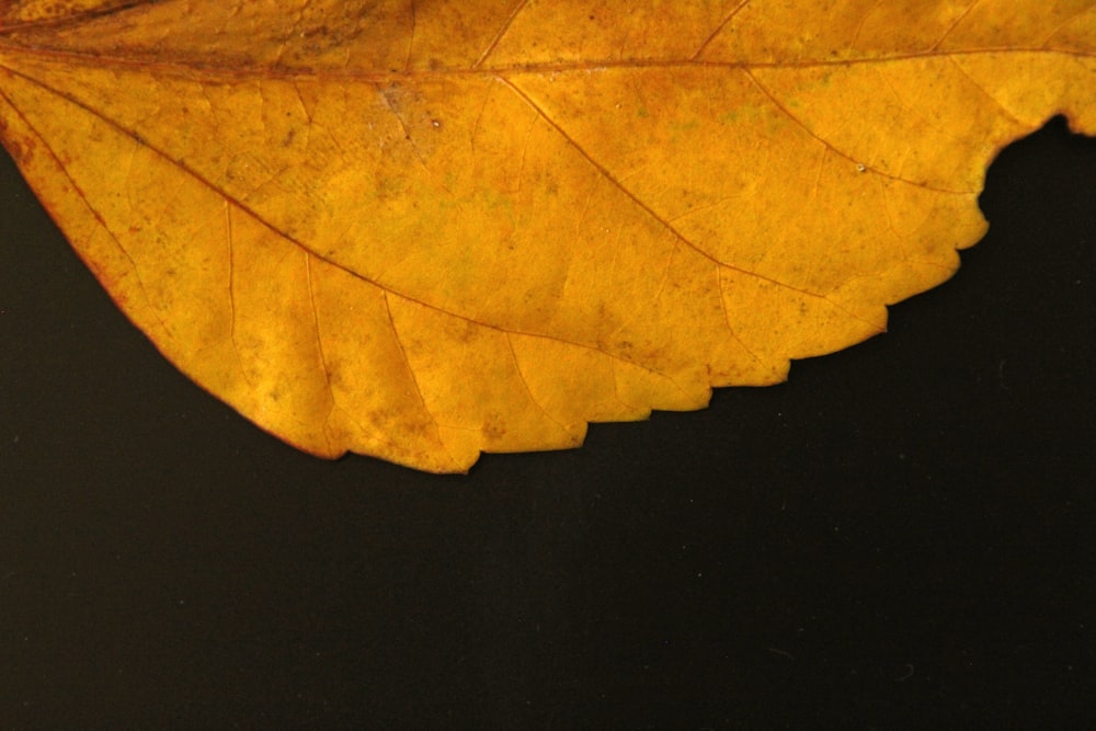 a yellow leaf laying on top of a black surface