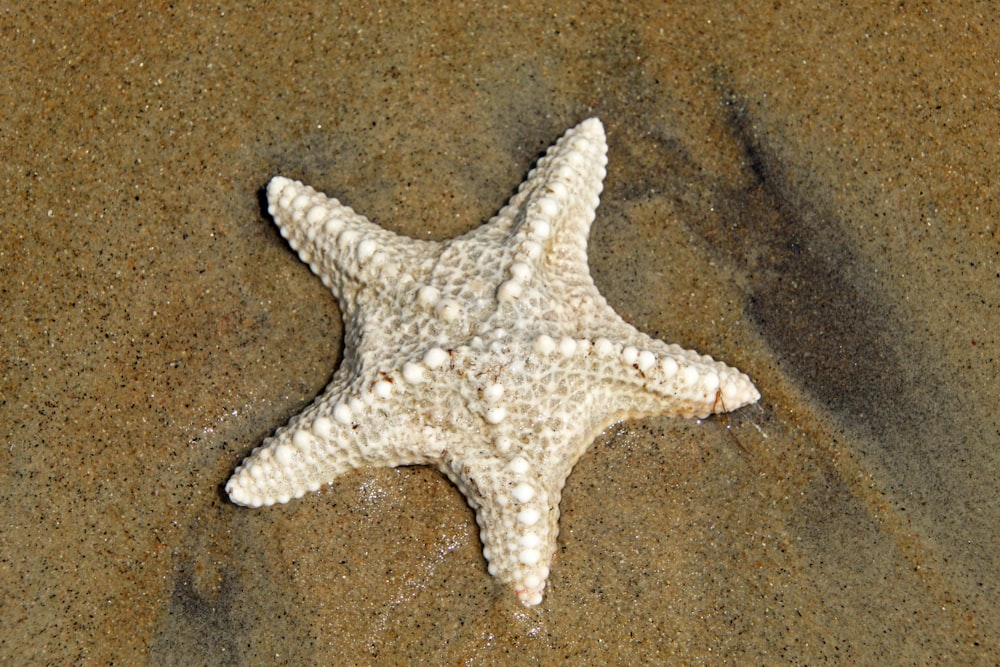 a white starfish laying on top of a sandy beach