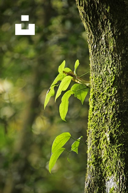 A close up of a tree with green leaves photo – Free #greenleaf Image on ...