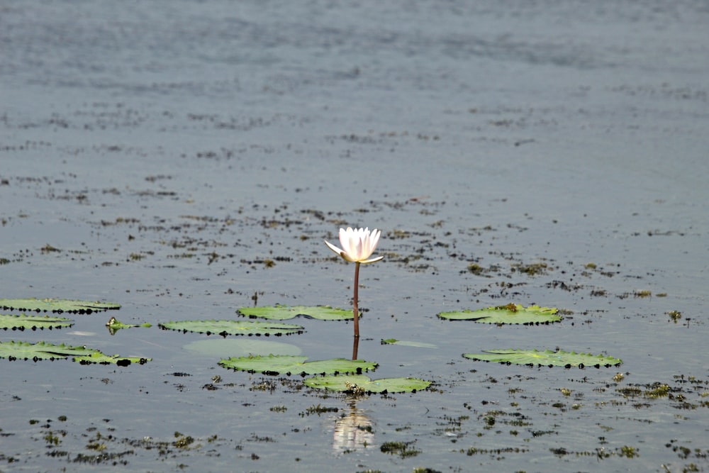 a white flower is in the middle of a pond