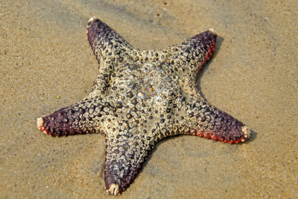 a starfish laying on the sand on the beach