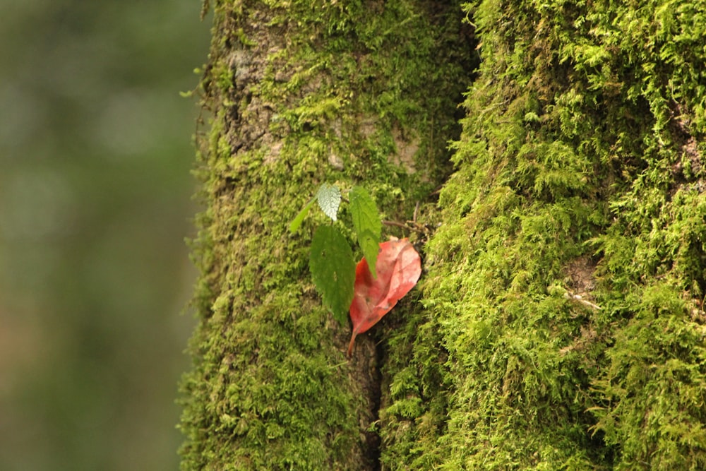 a tree with green moss growing on it