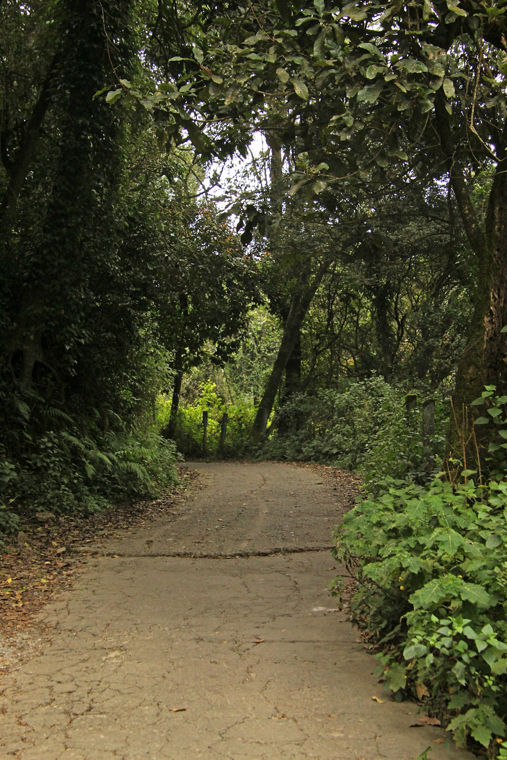 a dirt road surrounded by lush green trees