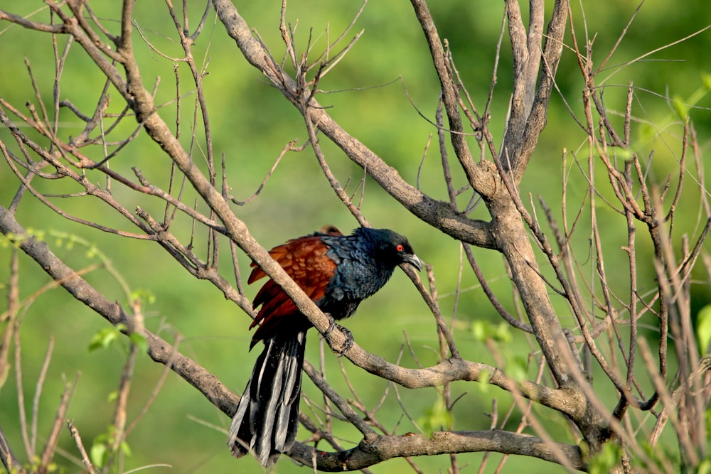 a colorful bird perched on a tree branch