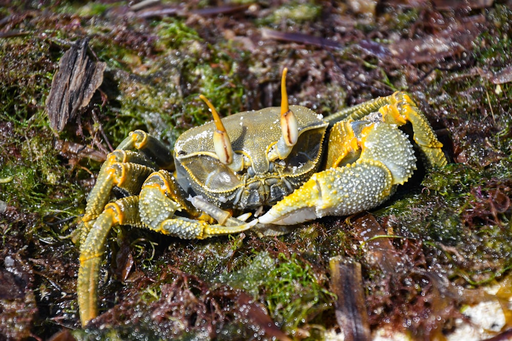 a close up of a crab on the ground