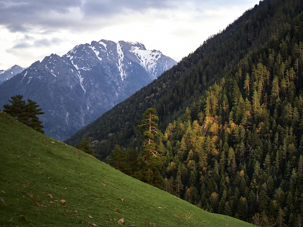 a grassy hill with trees and mountains in the background