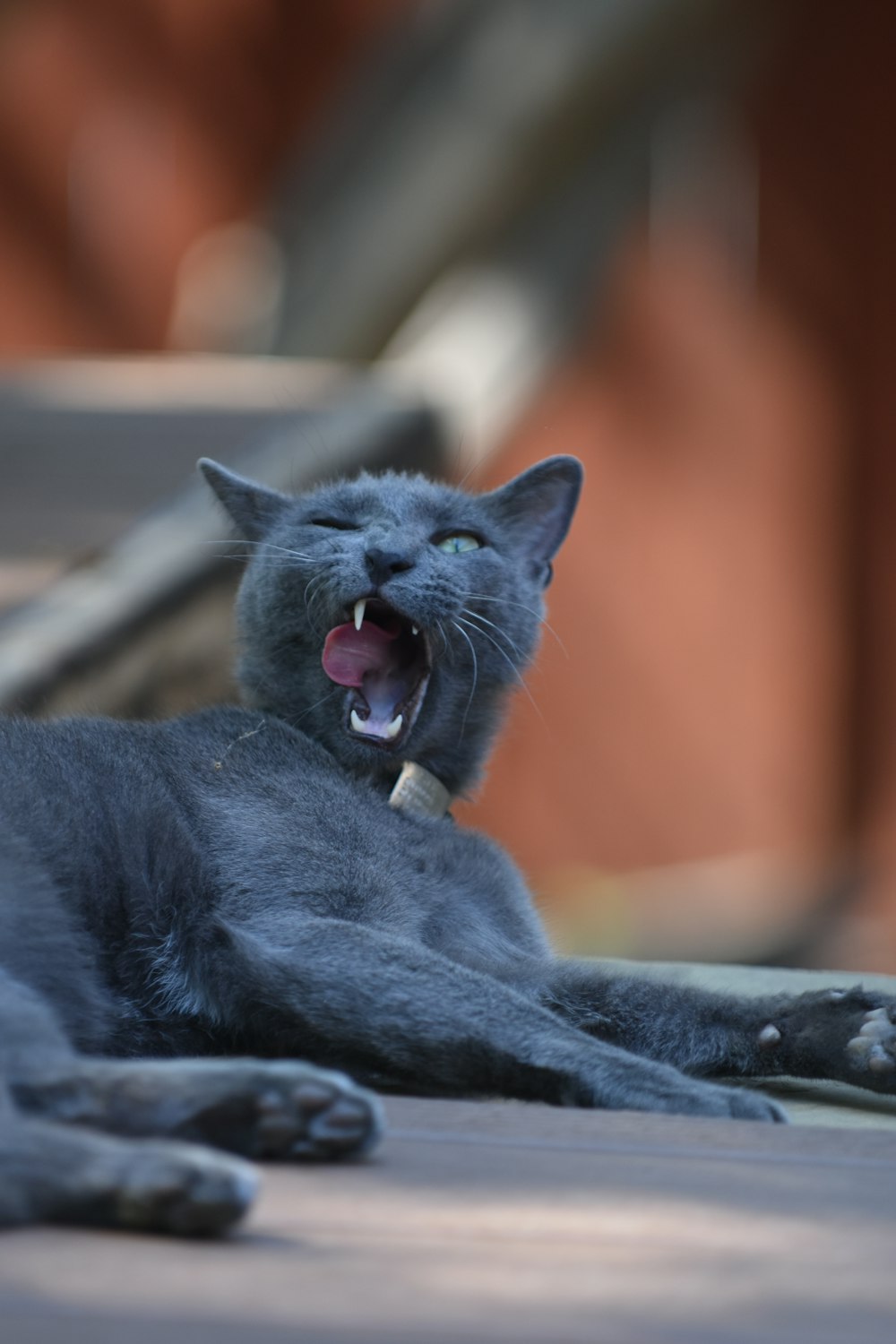 a black cat yawns while laying on the ground