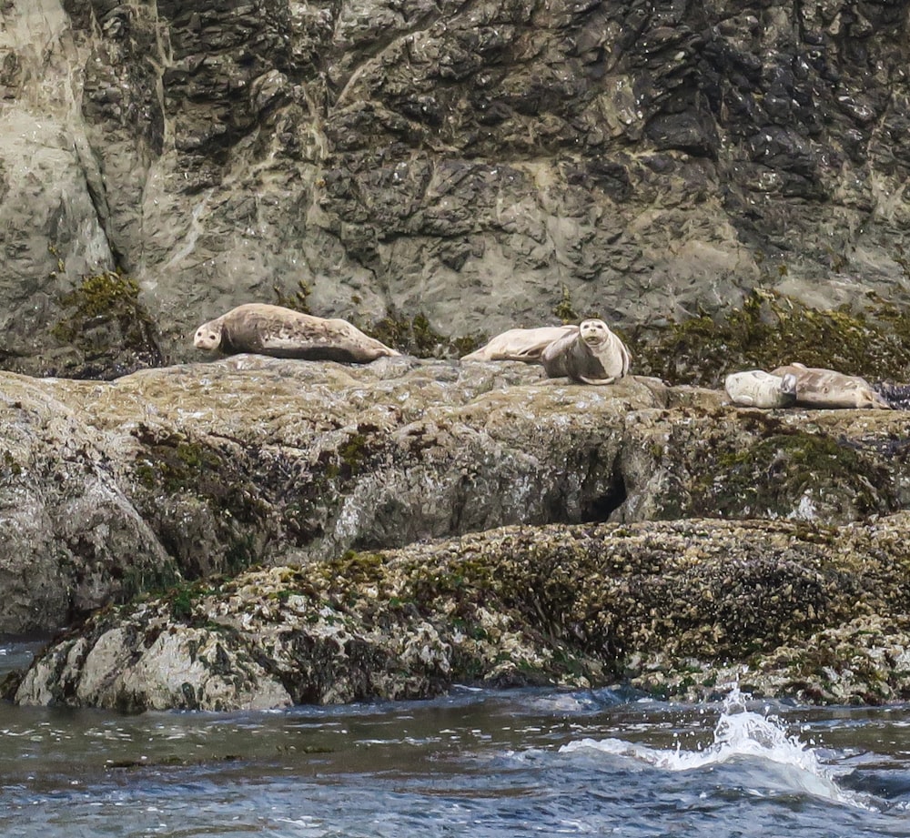 a group of animals laying on top of a rocky shore