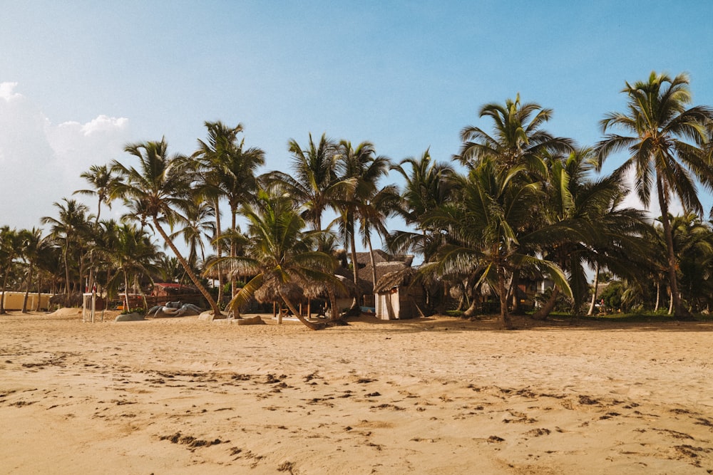 a sandy beach with palm trees and a hut